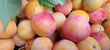 Wild Plum Jam